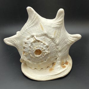 Pode incluir: Uma grande concha de cor creme com um centro em espiral e múltiplas protuberâncias em forma de chifre. A concha tem uma superfície texturizada com marcas castanhas sutis e assenta numa base arredondada. Um item decorativo natural.