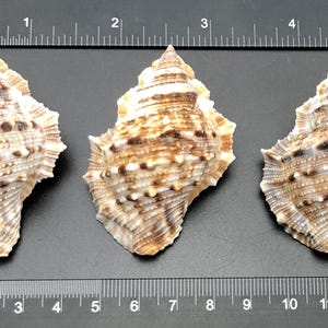 Puede incluir: Tres conchas marrones y blancas con una superficie texturizada y puntiaguda. Las conchas están dispuestas en fila sobre una superficie gris con una regla para la escala.