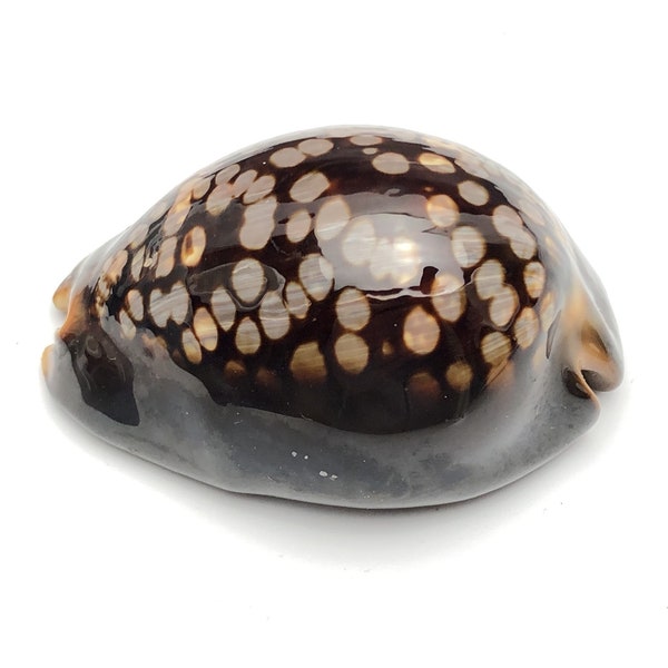 Small fine humpback cowry #1107 Philippines shell sea maritime beach Cypraea mauritiana Natural shell