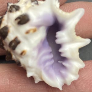 Könnte beinhalten: Eine weiß-braune Muschel mit stacheligem Äußeren und lavendelfarbenem Inneren. Die Schale hat eine strukturierte Oberfläche und wird in der Hand einer Person gehalten.