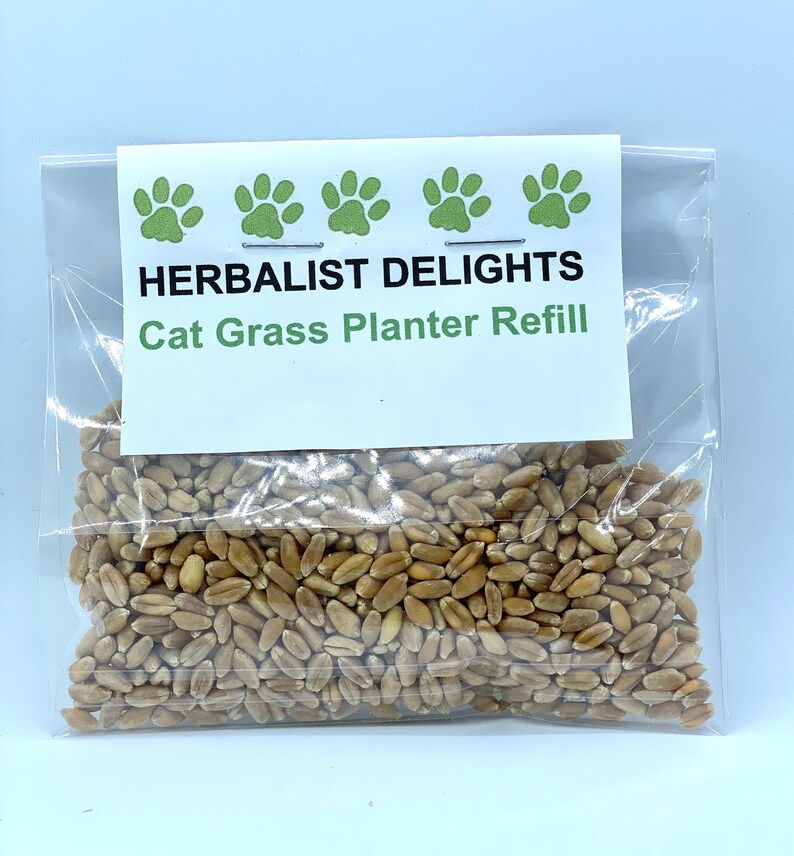 Cat Grass Planter Seed Refill Wheatgrass Cat Grass Kitty Etsy Cat Grass Planter Seed Refill Wheatgrass Cat Grass Kitty Etsy
