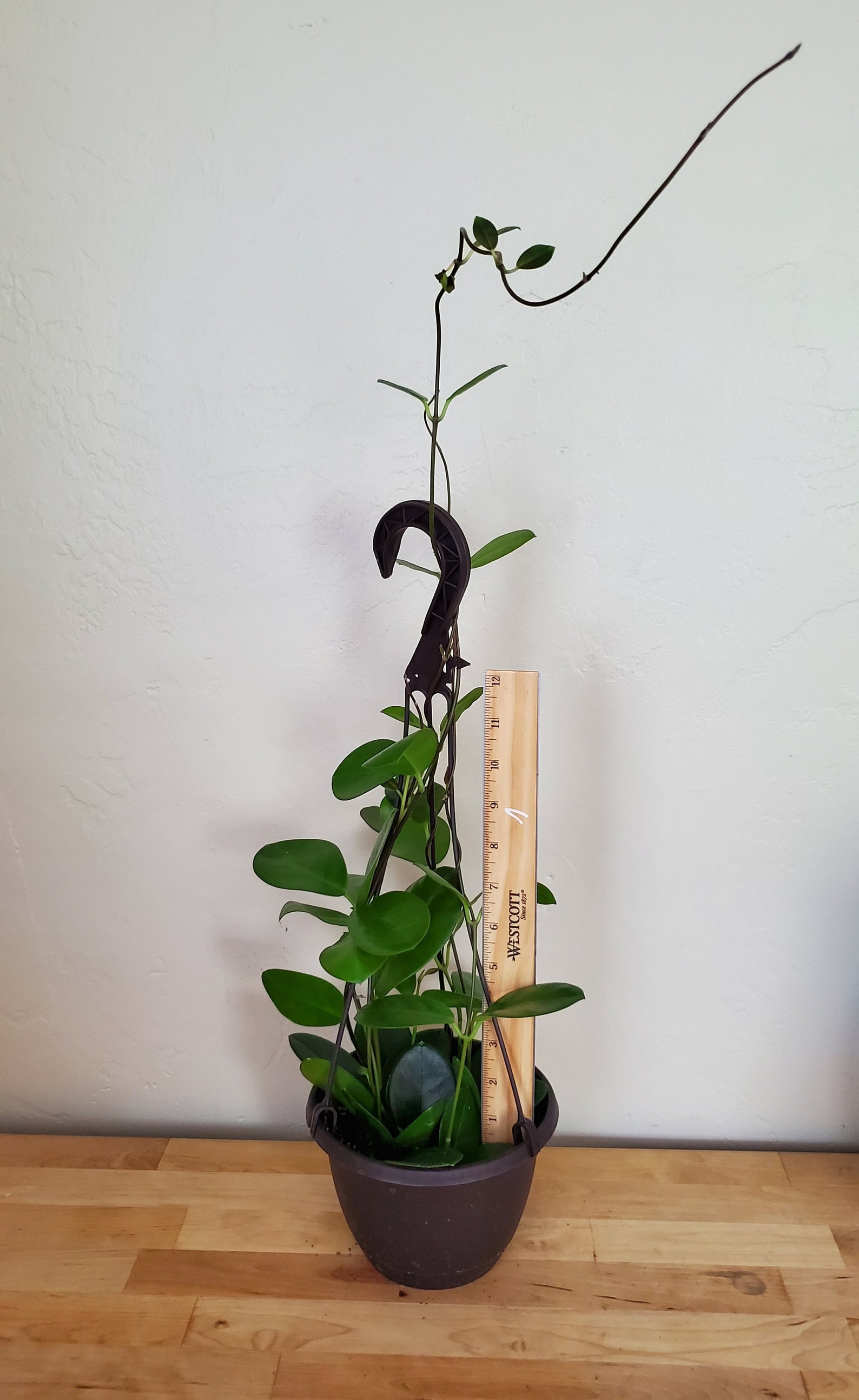 Hoya Australis in 6 hanging pot Etsy