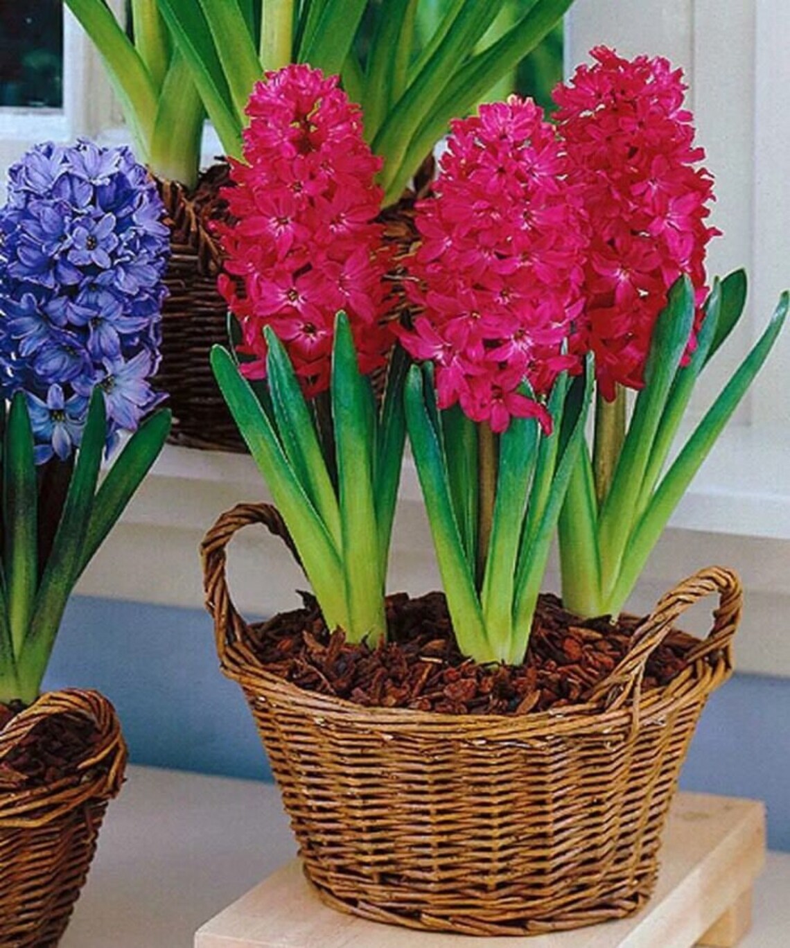 50Pcs Hyacinthus Orientalis Seeds Hyacinth seeds Mixing Etsy