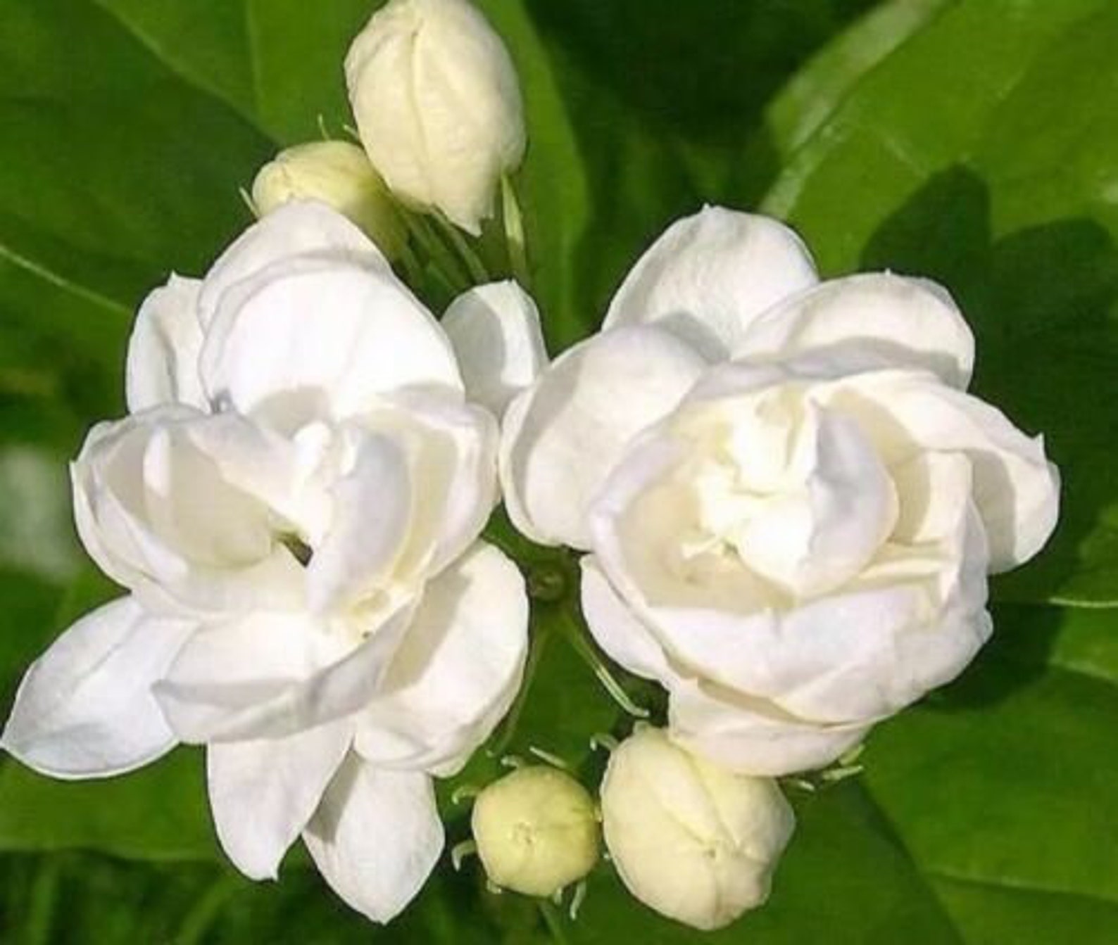 10 seeds white Jasmines seeds Sweet soul Jasmine seeds Flower Etsy