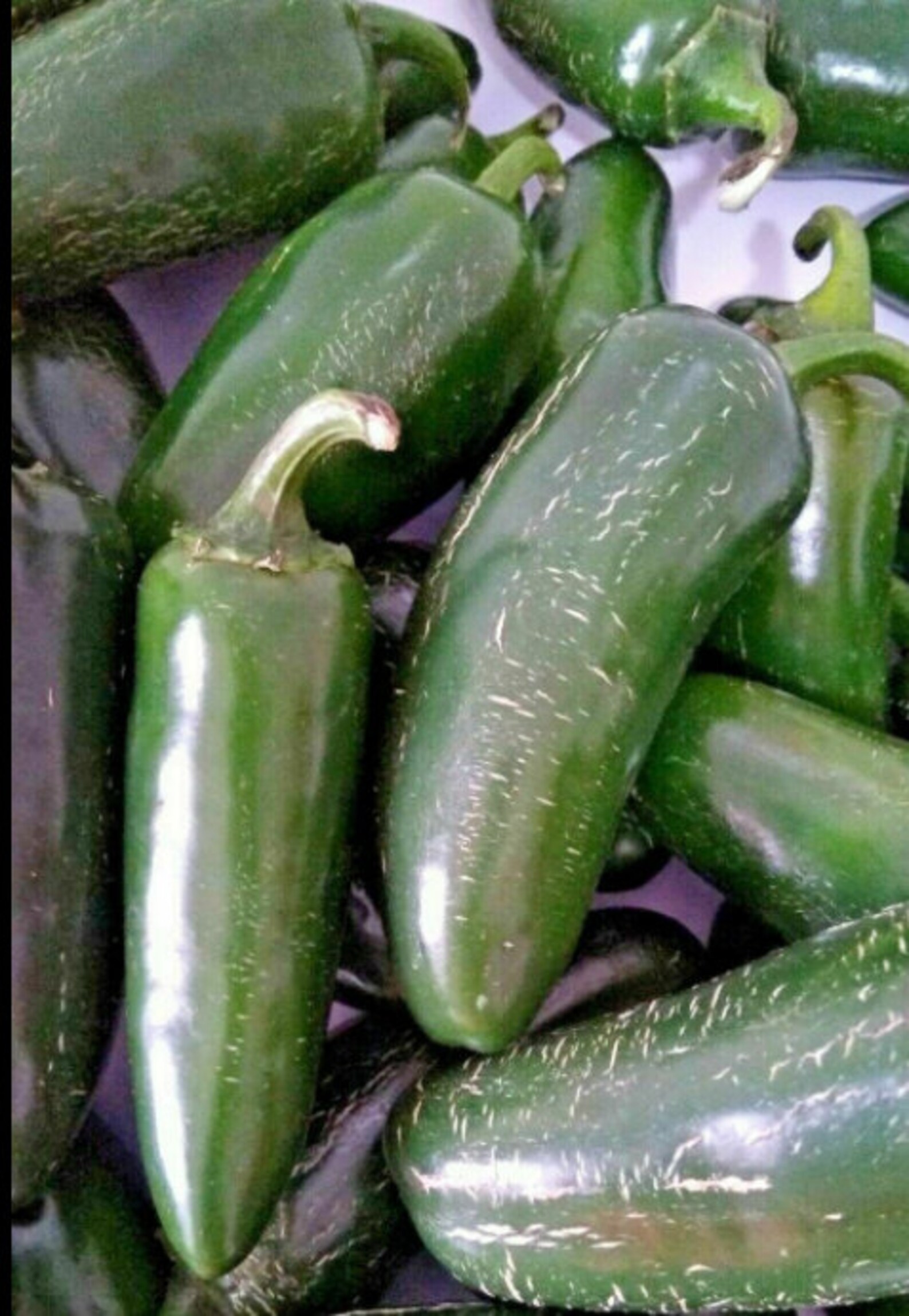 Jumbo Jalapeno Extra Large 30 Seeds Chile Seeds Spicy Pepper Etsy