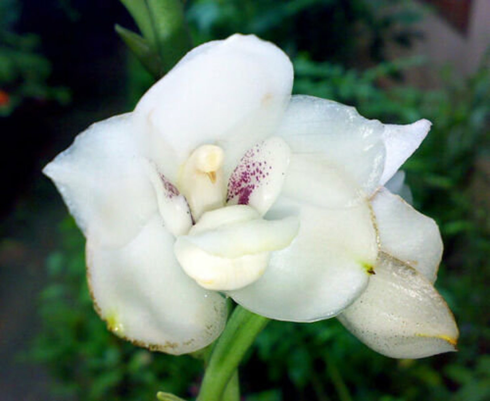 Ком цветы похожие на. Перистерия Орхидея. Перистерия Элата Орхидея. Орхидея хабенария Радиата. Орхидея голубь peristeria elata.