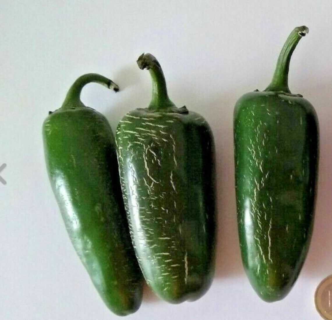 Jumbo Jalapeno Extra Large 30 Seeds Chile Seeds Spicy Pepper Etsy