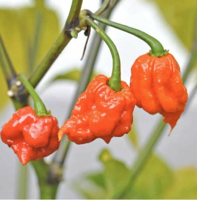 north carolina reaper pepper north carolina reaper pepper