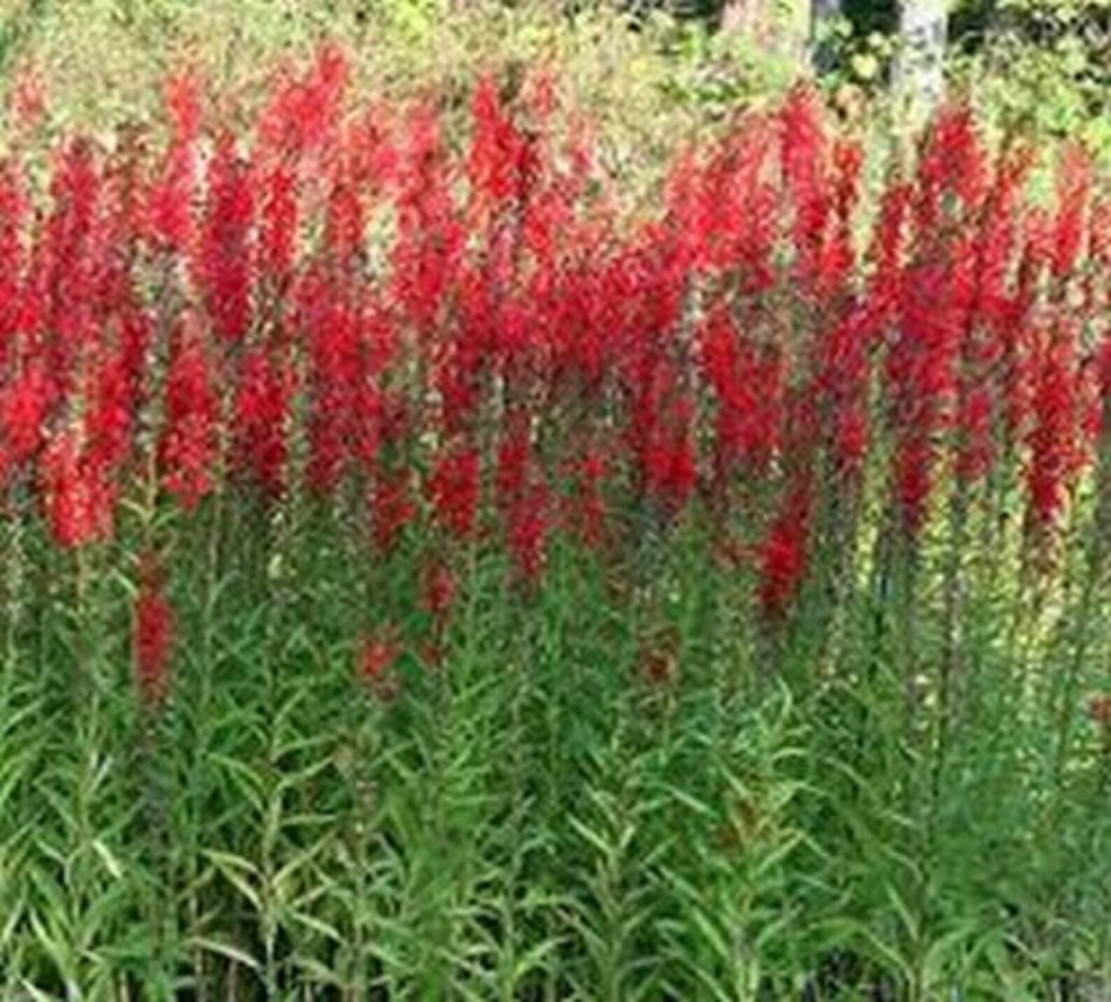 Cardinal Flower 50 Seeds Cardinal Flower Etsy