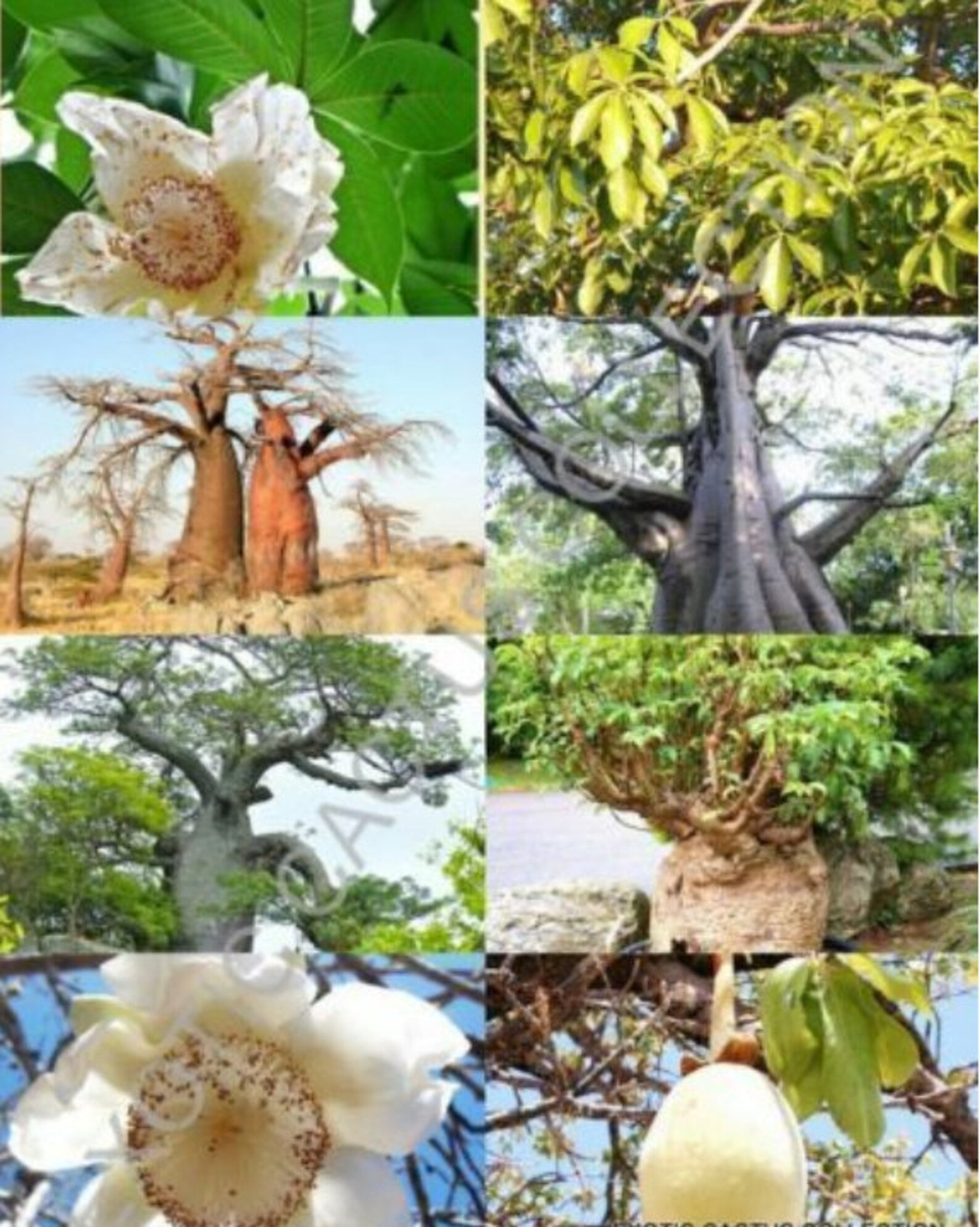 Adansonia Digitata Rare Bottle Tree Bonsai Exotic Flowering Etsy