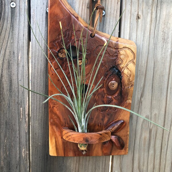 Air Plant Etsy