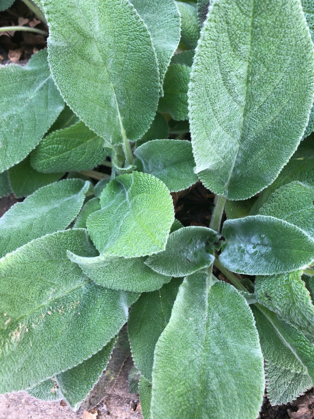 Lambs Ear Stachys Byzantinastarter Plant Etsy