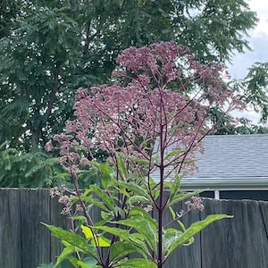 May include: A tall Joe Pye weed plant featuring dark purple stems and large, serrated green leaves. The plant is topped with clusters of small, dusty pink flowers that branch out in a flat-topped, umbrella-like arrangement against a wooden fence.