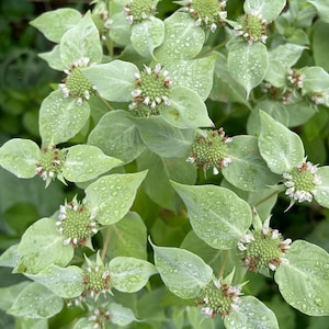 May include: A cluster of mountain mint plants featuring pale green, pointed leaves and small, rounded flower heads. The foliage is covered in tiny water droplets, and the flower centers are textured with small, white and reddish-brown florets.