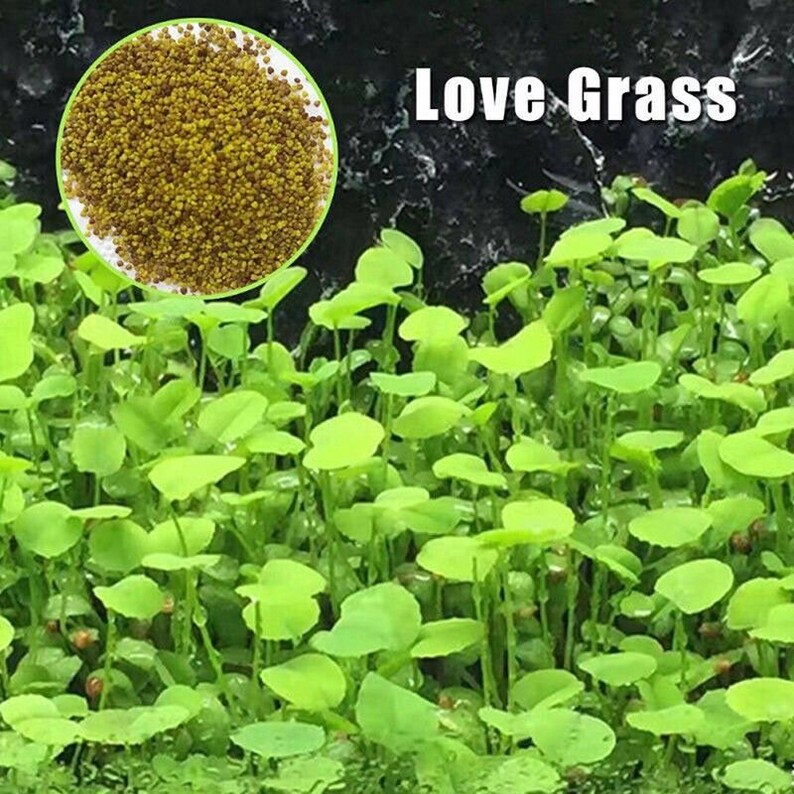 Plant Seeds Fish Tank Aquarium Aquatic Water Grass Decor Etsy