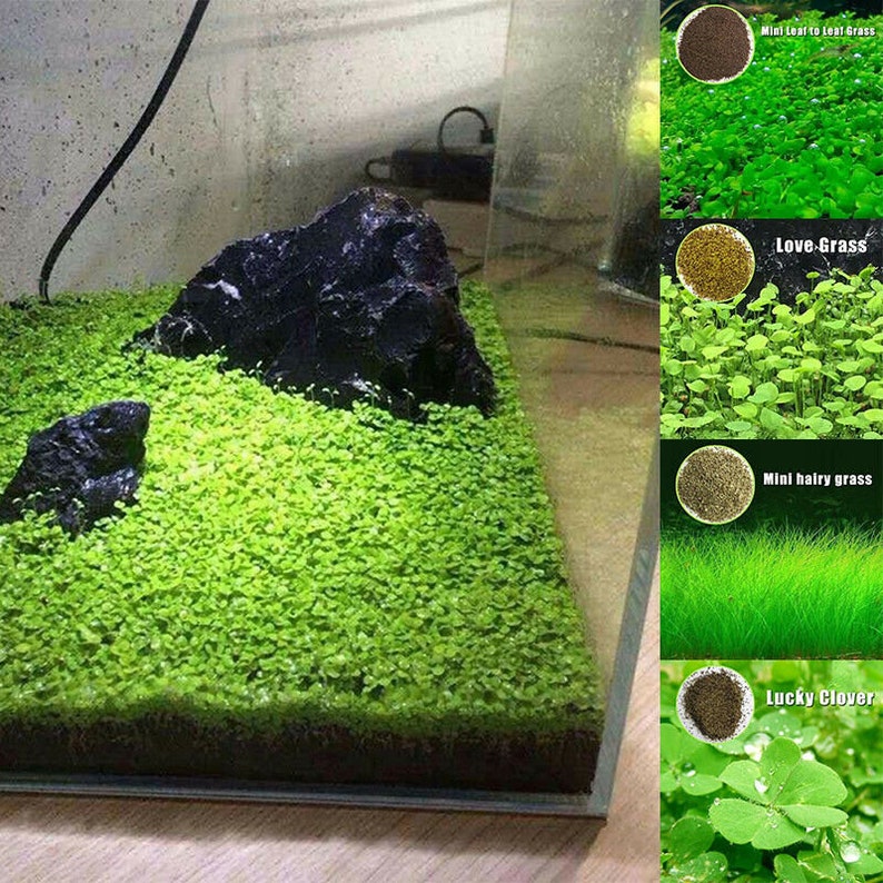Fish Tank Aquarium Aquatic Water Grass Plant Seeds 10gr Decor Etsy
