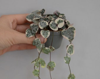 Baby Leuchterblume variegata, panaschiert, Baby Ceropegia woodii variegata, Zimmerpflanze, String of hearts, 8cm