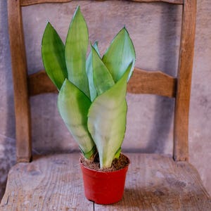 Sanseverie 'Moonshine' , 10cm Topf, gräuliche, silberne Blätter, pflegeleicht, Zimmerpflanze, Sanseveria, Bogenhanf, Pflanzenraritäten