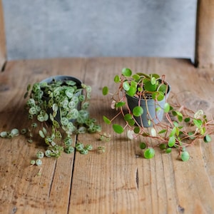 Könnte beinhalten: Zwei kleine Topfpflanzen mit herabhängenden Ranken auf einer Holzoberfläche. Die Pflanzen haben runde, grüne Blätter mit weißen Flecken.