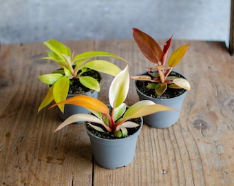 3-er Set Baby Philodendron 'Prince of Orange', 'Red Sun' und 'Lemon Lime' Baby Zimmerpflanze, urban jungle, babypflanze, minipflanze, selten