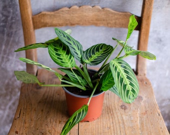 Maranta 'Lemon Lime' 12cm Topf, Zimmerpflanze, hellgrün und dunkelgrüne Blätter, gestreift, bunte Blätter, Raritäten, Pfeilwurz