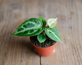 Baby Anthurium 'Silver Blush', 6cm Topf, Baby Zimmerpflanze, selten, plantjunkie, babypflanze, minipflanze, Raritäten, Anthurie