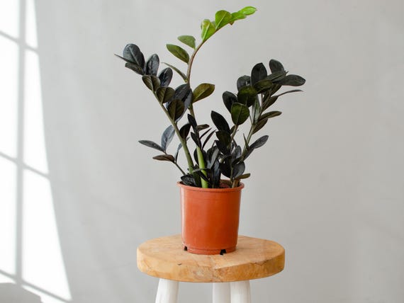 Buy Zamioculcas Zamiifolia 'raven', Glcksfeder, 14cm Topf, Schwarze  Bltter, Zimmerpflanzen, Pflegeleicht, Besonderes Laub, Black, Urbanjungle  Online in India - Etsy