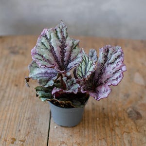 Op de afbeelding: Een kleine potplant met grote, getextureerde bladeren. De bladeren zijn een mix van groen, paars en wit, met donkere nerven. De pot is een eenvoudige grijze kleur en de plant staat op een houten oppervlak.