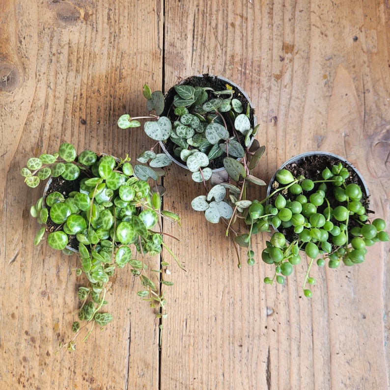 3er Set String of hearts, String of Turtles und String of Pearls, Sukkulente Zimmerpflanzen, Babypflanze, Peperomia, Senecio, Ceropegia Bild 5