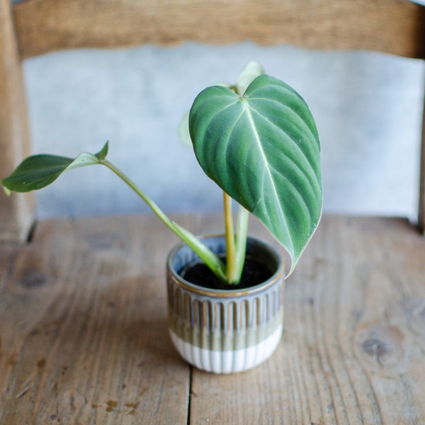 Baby Philodendron 'Gloriosum', Baby Zimmerpflanze, selten, plantjunkie, babypflanze, minipflanze, Zimmerpflanzen Raritäten, samtige Blätter