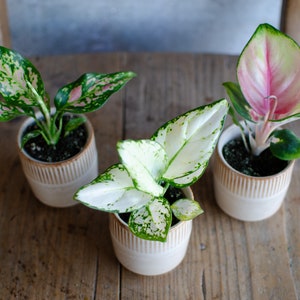 3er Set Baby Aglaonema 'White Joy', 'Red Valentine' und 'Red Dragon' 6cm Topf, Zimmerpflanzen, Babypflanzen, Kolbenfaden, urbanjungle Bild 2