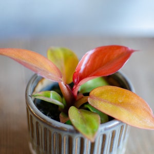 Baby Philodendron 'Red Sun', 6cm Topf, Baby Zimmerpflanze, selten, babypflanze, minipflanze, Raritäten, roteBlätter Bild 2