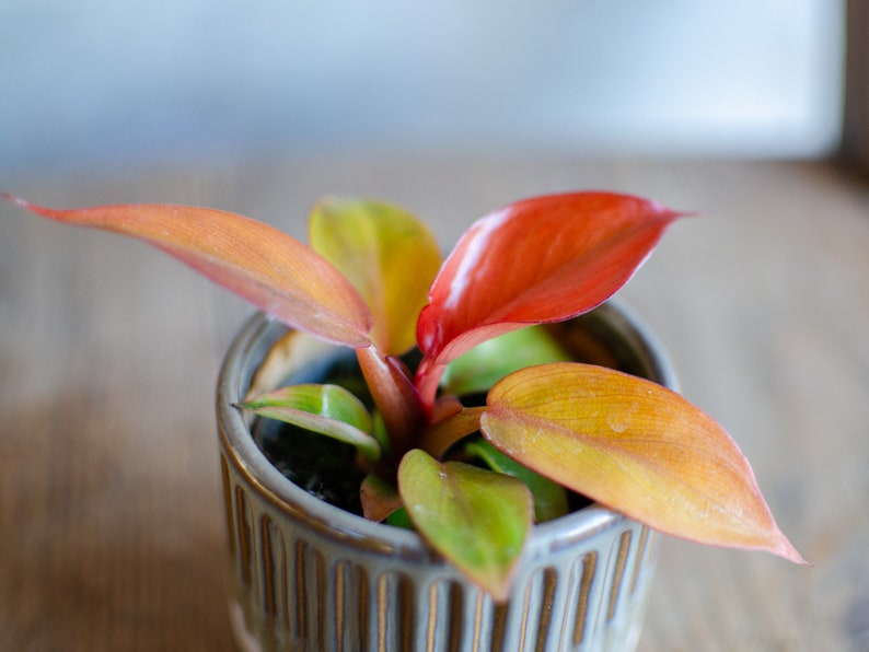 Baby Philodendron 'Red Sun', 6cm Topf, Baby Zimmerpflanze, selten, babypflanze, minipflanze, Raritäten, roteBlätter Bild 2