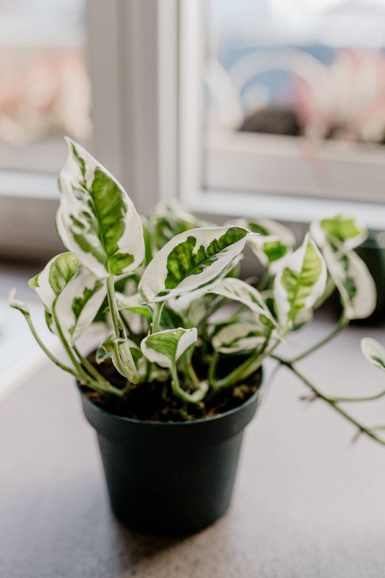 Efeutute 'N'Joy', Epipremnum pinnatum, panaschierte Blätter, weiß-grüne Blätter, besondere Zimmerpflanzen, Zimmerpflanze, besonderes Laub Bild 3