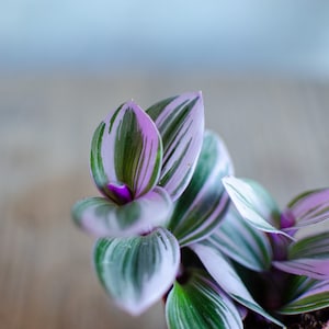 Baby Tradescantia 'Nanouk', Dreimasterblume, pink, rosa, grüne Blätter, 6cm Topf, Zimmerpflanze, Babypflanze, Minipflanze, Raritäten Bild 3