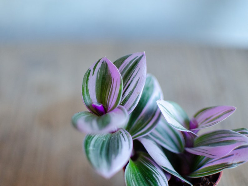 Baby Tradescantia 'Nanouk', Dreimasterblume, pink, rosa, grüne Blätter, 6cm Topf, Zimmerpflanze, Babypflanze, Minipflanze, Raritäten Bild 3