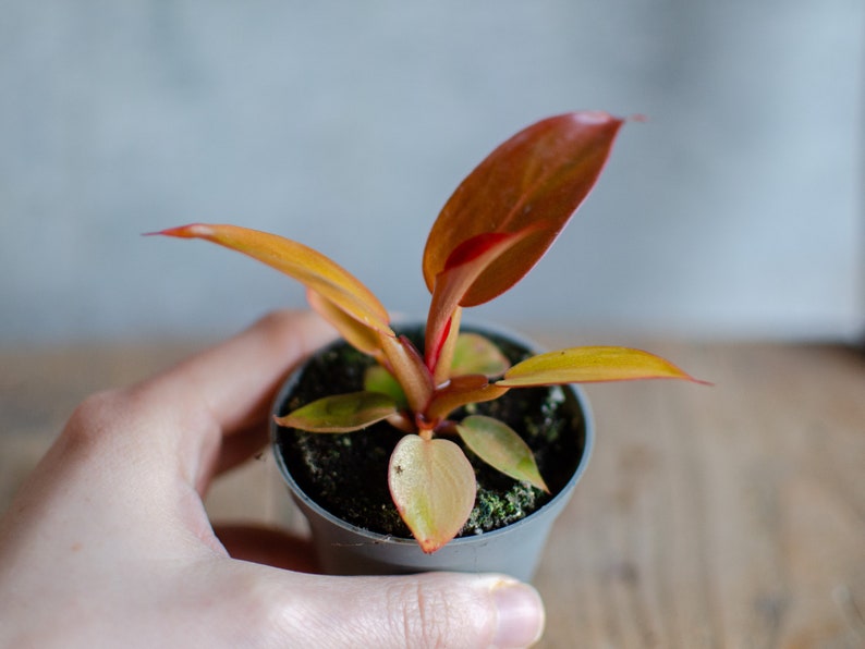 Baby Philodendron 'Red Sun', 6cm Topf, Baby Zimmerpflanze, selten, babypflanze, minipflanze, Raritäten, roteBlätter Bild 5