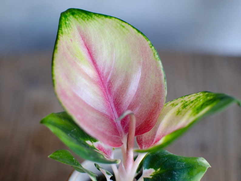 3er Set Baby Aglaonema 'White Joy', 'Red Valentine' und 'Red Dragon' 6cm Topf, Zimmerpflanzen, Babypflanzen, Kolbenfaden, urbanjungle Bild 6