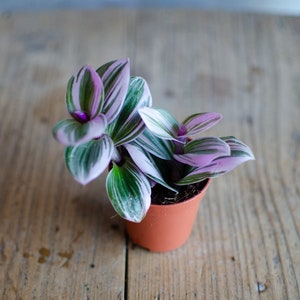 Baby Tradescantia 'Nanouk', Dreimasterblume, pink, rosa, grüne Blätter, 6cm Topf, Zimmerpflanze, Babypflanze, Minipflanze, Raritäten Bild 1