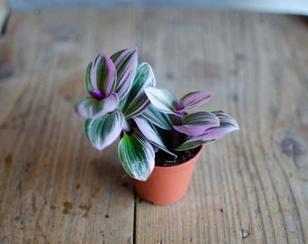 Baby Tradescantia 'Nanouk', Dreimasterblume, pink, rosa, grüne Blätter, 6cm Topf, Zimmerpflanze, Babypflanze, Minipflanze, Raritäten