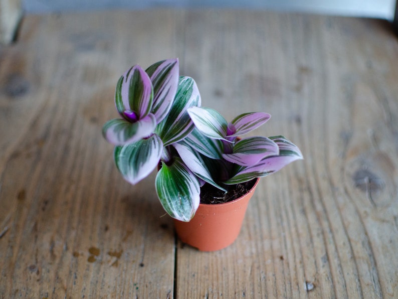 Baby Tradescantia 'Nanouk', Dreimasterblume, pink, rosa, grüne Blätter, 6cm Topf, Zimmerpflanze, Babypflanze, Minipflanze, Raritäten Bild 1