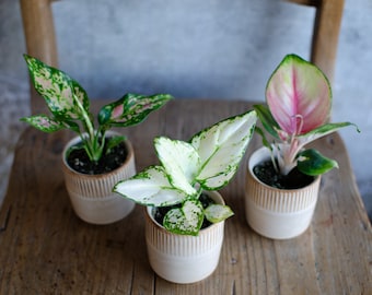 3er Set Baby Aglaonema 'White Joy', 'Red Valentine' und 'Red Dragon' 6cm Topf, Zimmerpflanzen, Babypflanzen, Kolbenfaden, urbanjungle