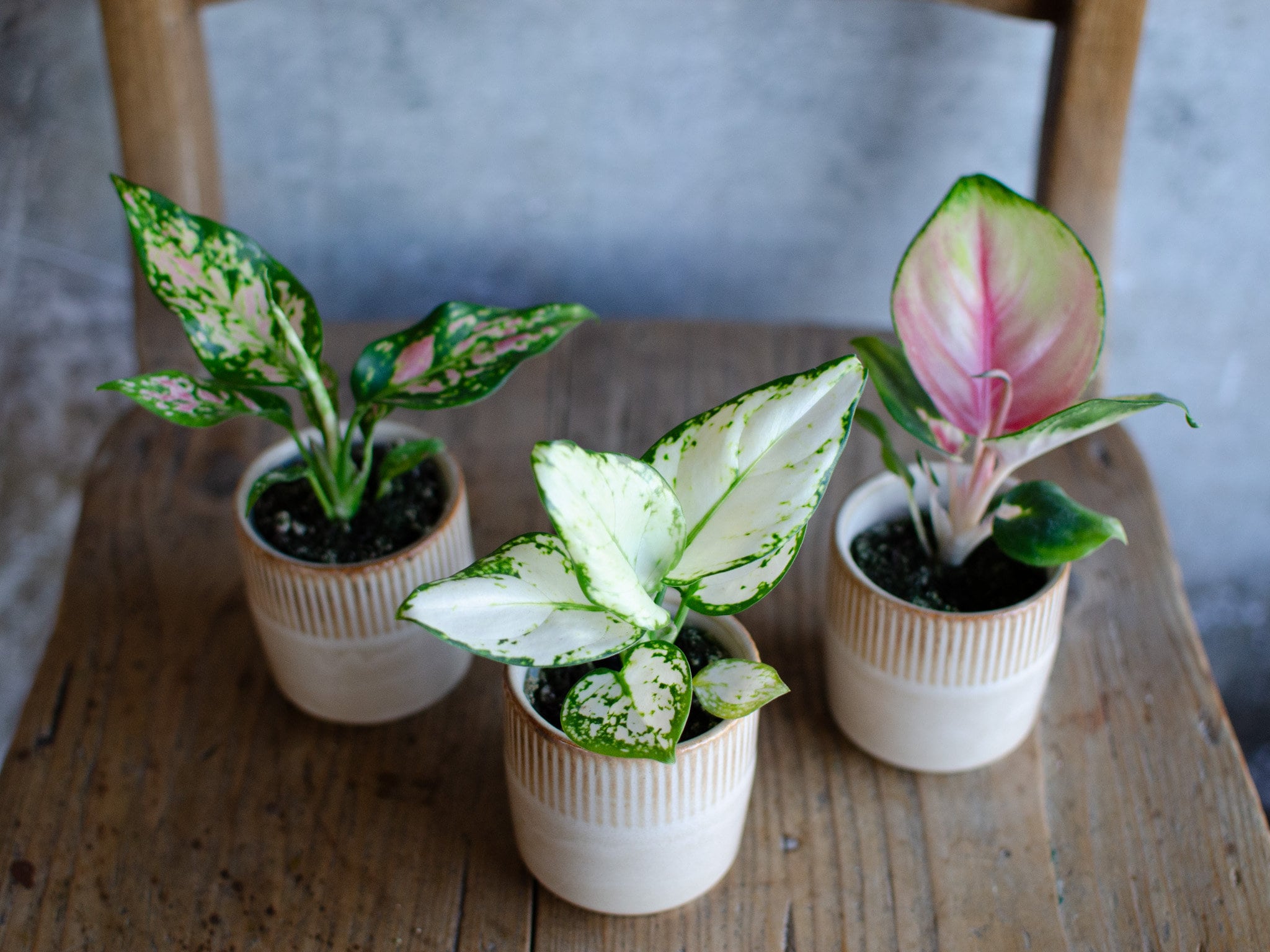 Pflanzen ableger - Etsy.de