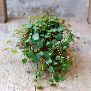 Peperomia Pepperspot, mittlere Größe, 12 cm Topf, sukkulente Zimmerpflanze, String of Coins, urban jungle, plantjunkie, Raritäten, grün