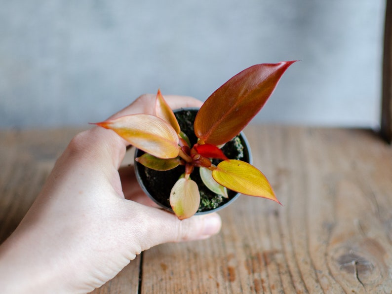 Baby Philodendron 'Red Sun', 6cm Topf, Baby Zimmerpflanze, selten, babypflanze, minipflanze, Raritäten, roteBlätter Bild 4