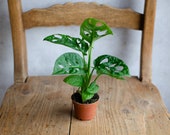 Baby Monstera Adansonii, Monkey Mask, Monkey Leaf, geschlitztes Fensterblatt,  Trendpflanze, Zimmerpflanzen, Babypflanzen, 6cm Topf, Grn - Etsy.de