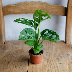 Baby Monstera Adansonii, Monkey Mask, Monkey Leaf, geschlitztes Fensterblatt, Trendpflanze, Zimmerpflanzen, Babypflanzen, 6cm Topf, Grün