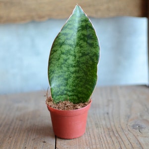 Sanseveria