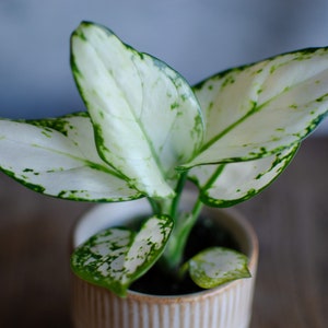 3er Set Baby Aglaonema 'White Joy', 'Red Valentine' und 'Red Dragon' 6cm Topf, Zimmerpflanzen, Babypflanzen, Kolbenfaden, urbanjungle 'White Joy'