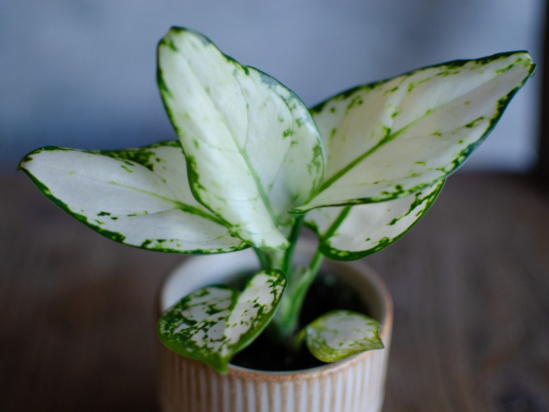 3er Set Baby Aglaonema 'White Joy', 'Red Valentine' und 'Red Dragon' 6cm Topf, Zimmerpflanzen, Babypflanzen, Kolbenfaden, urbanjungle 'White Joy'